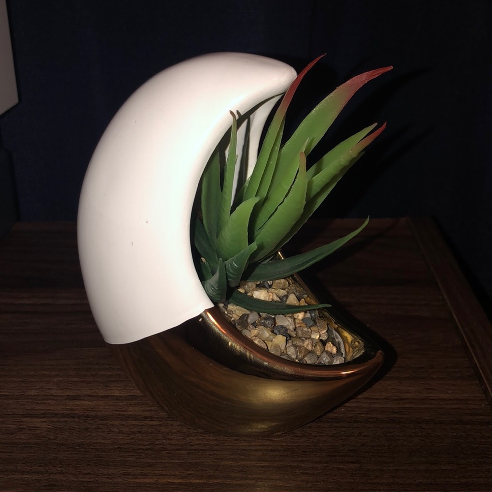 Moon 🌙 Aloe 🍃